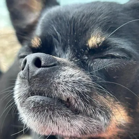 キャンプ場 Mobile Fjaka *