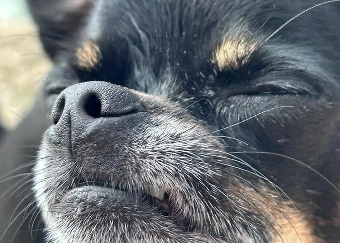 캠프장 Mobile Fjaka *